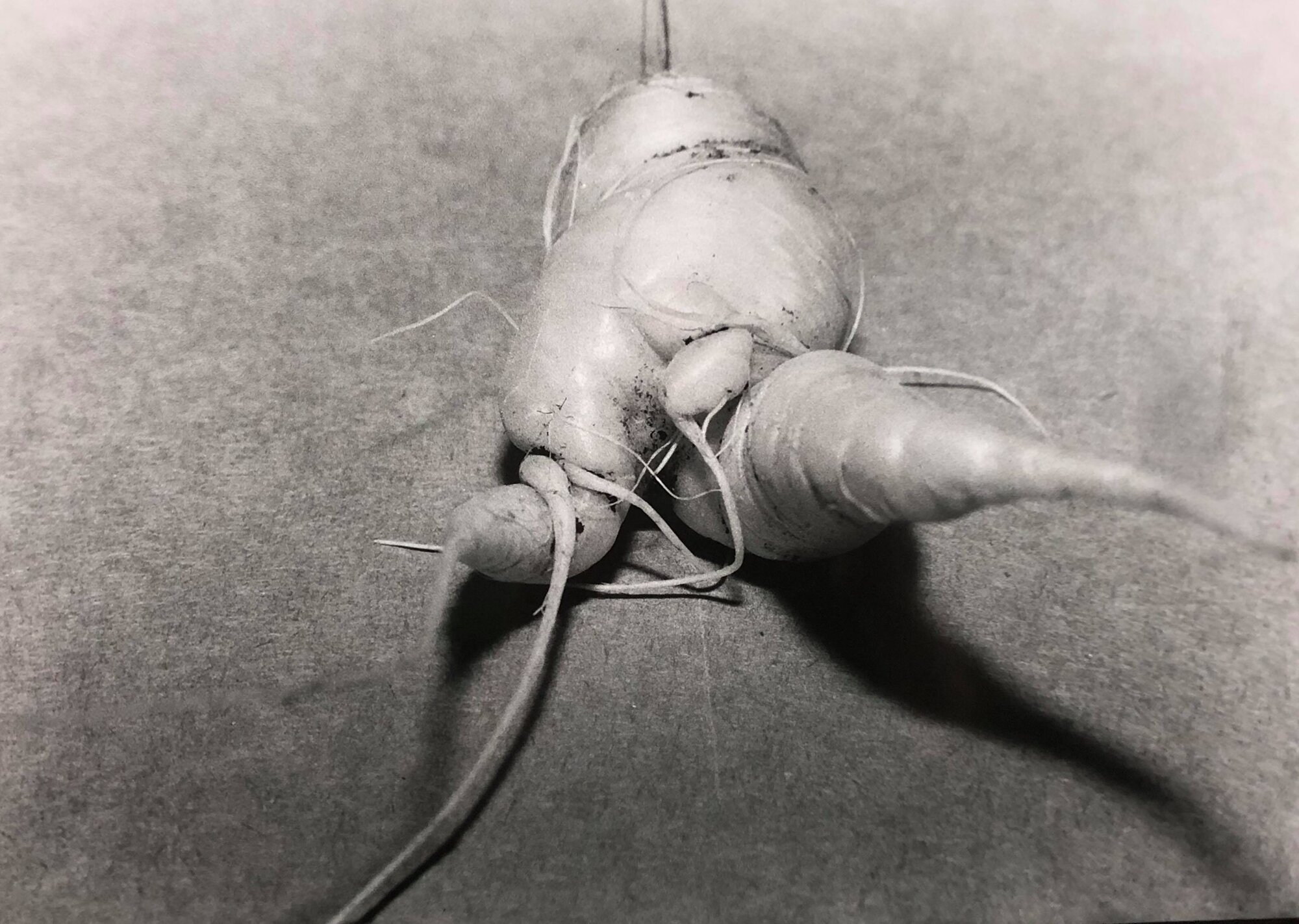 Carrot spredding here legs (photo, 2020). Detail of photograph by Pasenau.