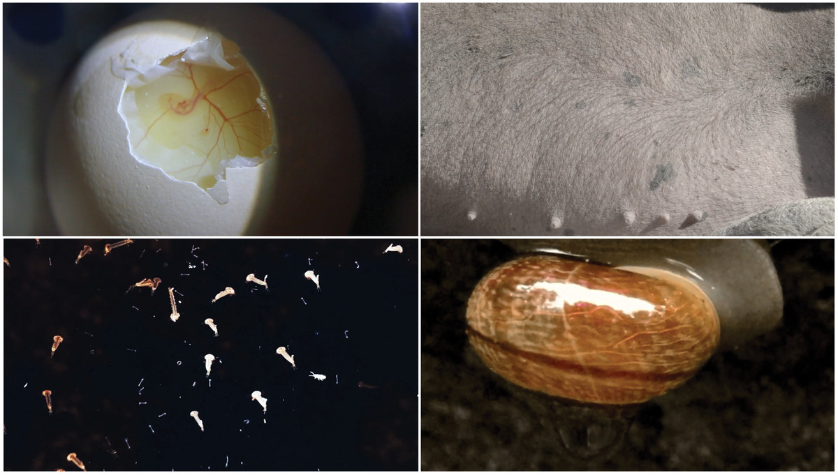 Still from Gill breathing and a sense of smell, by Iselin Linstad Hauge.