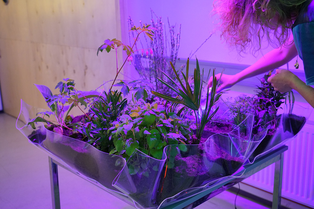 Emmenagogue Garden 2018